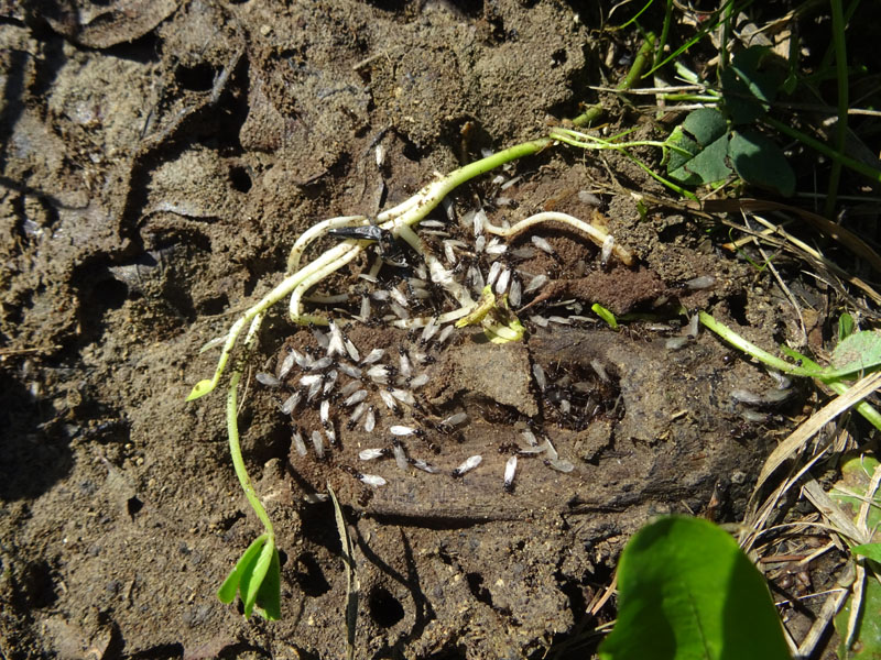 Lasius sp. (alate e non).....pi un ?